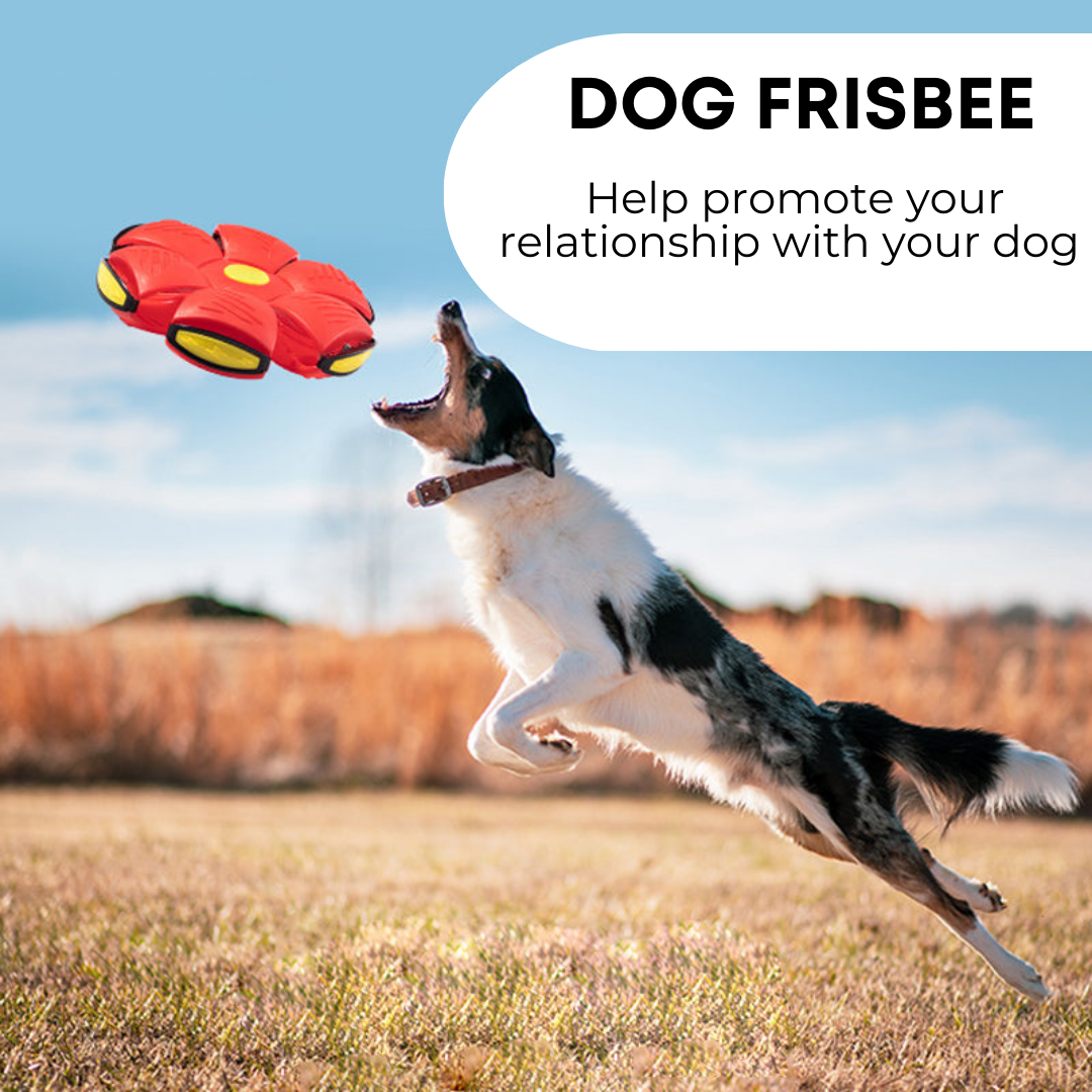 Bee lovely Dog Frisbee